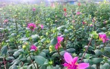 Làng Khương Hạ vào mùa hoa Tết